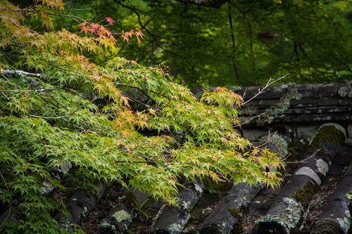 苔むした古い瓦屋根と少し色づき始めた紅葉（醍醐寺）