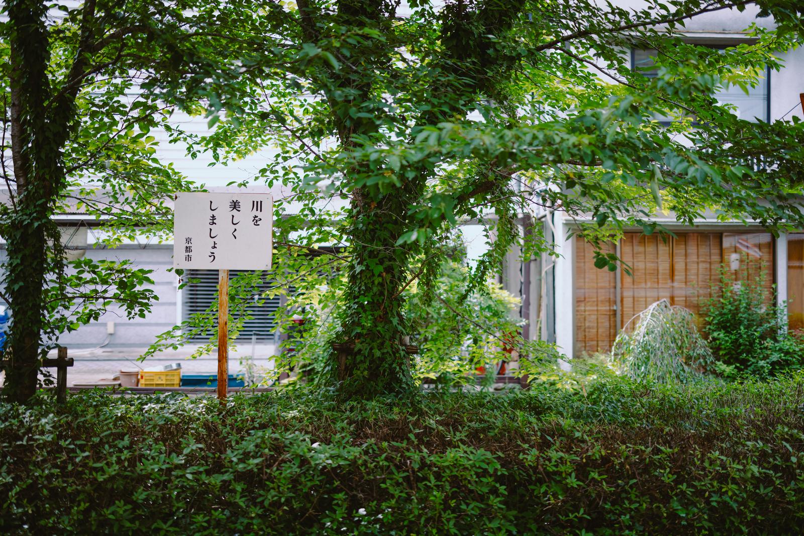 高瀬川沿いの街路樹に囲まれた「川を美しくしましょう」と書かれた京都市の看板