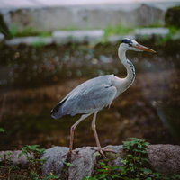 京都木屋町の高瀬川沿いで狩りを待つアオサギの写真