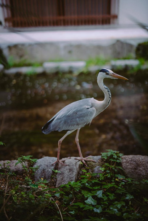 京都木屋町の高瀬川沿いで狩りを待つアオサギ
