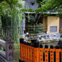 祇園白川の巽橋を彩る初夏の緑と柳の風情、石畳の町並みの写真