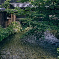 京都・祇園白川の清流沿いに映える青もみじの写真