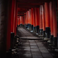 伏見稲荷大社の千本鳥居が続く参道をくぐるの写真