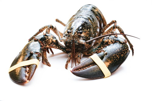 通販で購入した生きたオマール海老