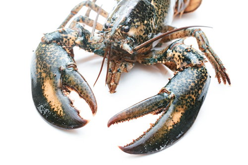 太いハサミが立派なロブスター、新鮮な甲殻類の