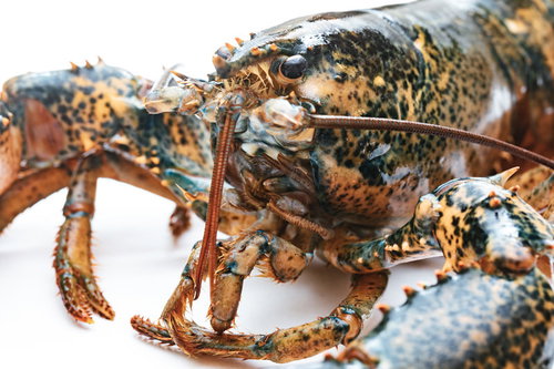 ロブスターの口元のクローズアップ