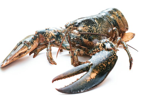 大きなハサミを持つオマール海老の高級食材