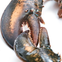 ロブスター同士がハサミで握手、チョキのポーズの写真