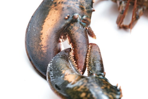 ロブスター同士がハサミで握手、チョキのポーズ