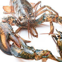 ロブスター同士がハサミを絡めて掴み合う喧嘩の写真