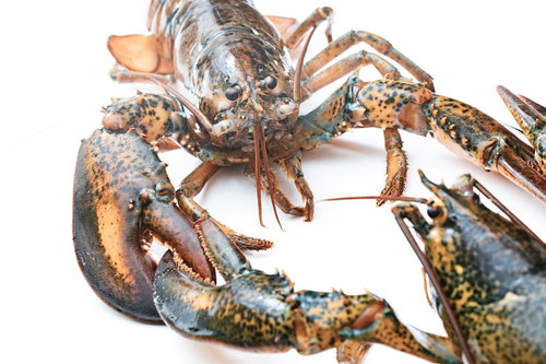 ロブスター同士がハサミを絡めて掴み合う喧嘩
