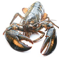 右利きのロブスター（ウミザリガニ）の調理の写真