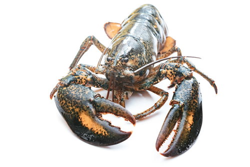 右利きのロブスター（ウミザリガニ）の調理