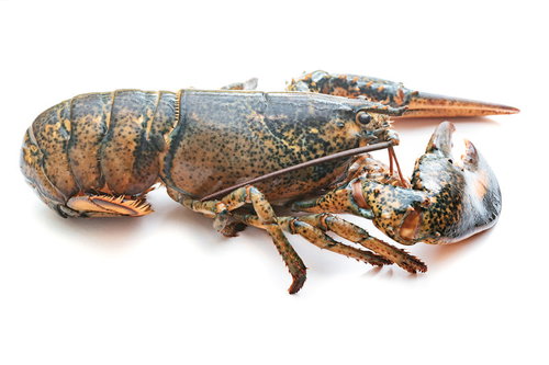 横向きに配置されたロブスター、新鮮なシーフード食材