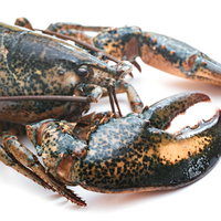 右のハサミが大きいロブスターの食材写真の写真