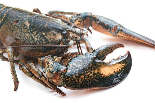右のハサミが大きいロブスターの食材写真
