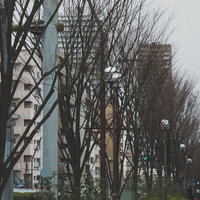 葉が落ちた冬の街路樹が立ち並ぶ都市の通りの写真