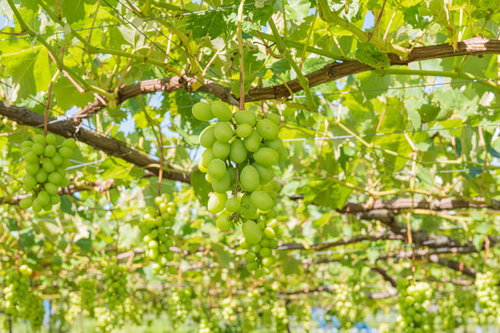 果樹園で実るシャインマスカット畑の収穫時期