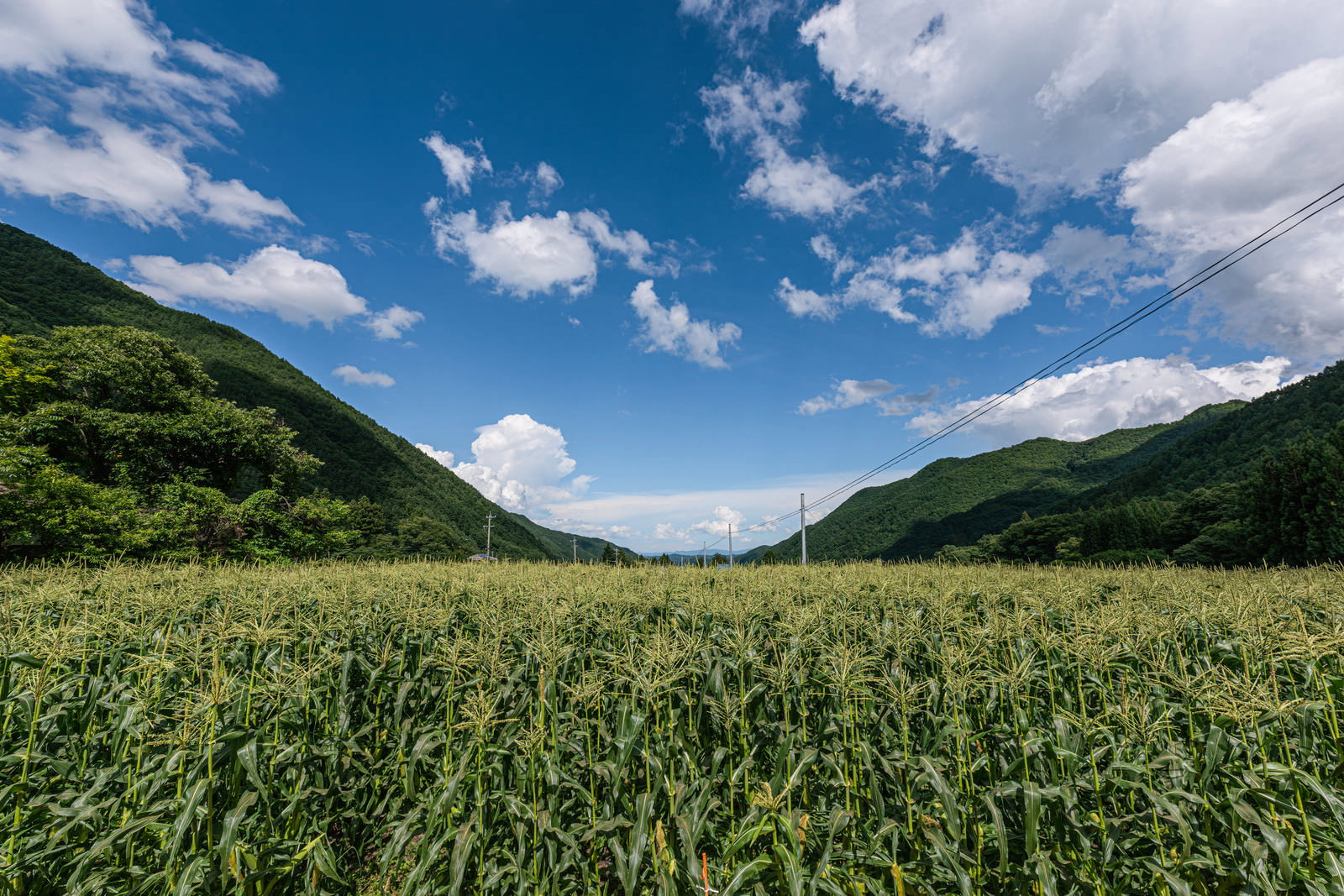 青空と山々に囲まれた一面の緑豊かなとうもろこし畑