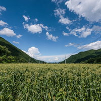 山々に囲まれた一面のとうもろこし畑の写真