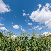 夏日の青空に広がるとうもろこし畑の写真