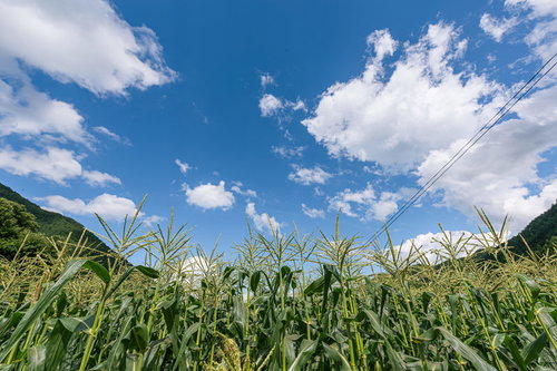 夏日の青空に広がるとうもろこし畑
