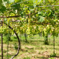シャインマスカット畑で棚に実る青緑色の房の写真