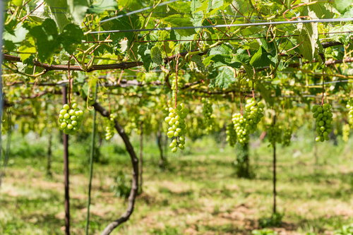 シャインマスカット畑で棚に実る青緑色の房