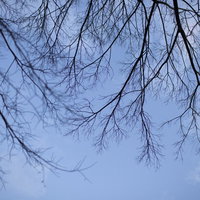 青空に這う木の枝のシルエットの写真