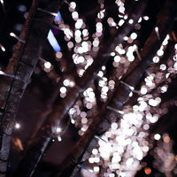 木々に取り付けられた電飾とイルミネーションの光景の写真