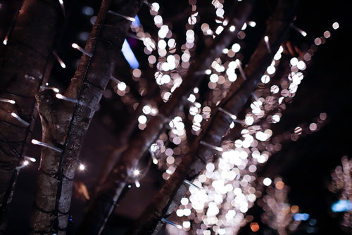 木々に取り付けられた電飾とイルミネーションの光景