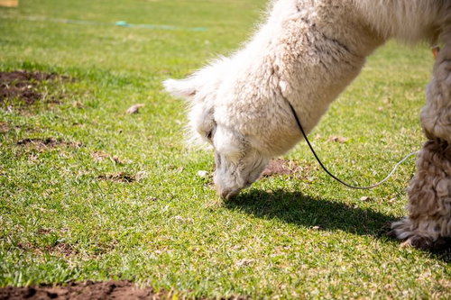 牧草をモグモグと食べるアルパカ（ラクダ科）