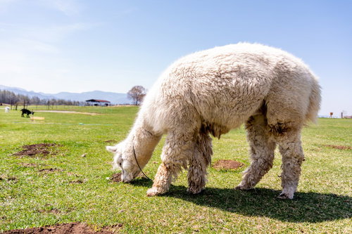 草原の草を物色するアルパカ（ラクダ科）のモグモグ風景