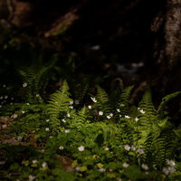 木陰で共存する白い小さな花とシダ植物の山草生態の写真