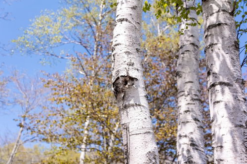 白樺の木々と青空に広がる新緑の春景色