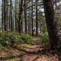 ロッジまでの抜け道、木々に囲まれた山道を歩く自然ハイキングコースの写真