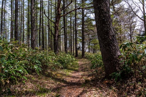 ロッジまでの抜け道、木々に囲まれた山道を歩く自然ハイキングコース