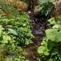 苔むした岩を流れる小川のせせらぎ～清流と緑に囲まれた渓流の風景の写真