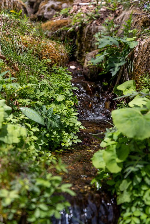 苔むした岩を流れる小川のせせらぎ～清流と緑に囲まれた渓流の風景