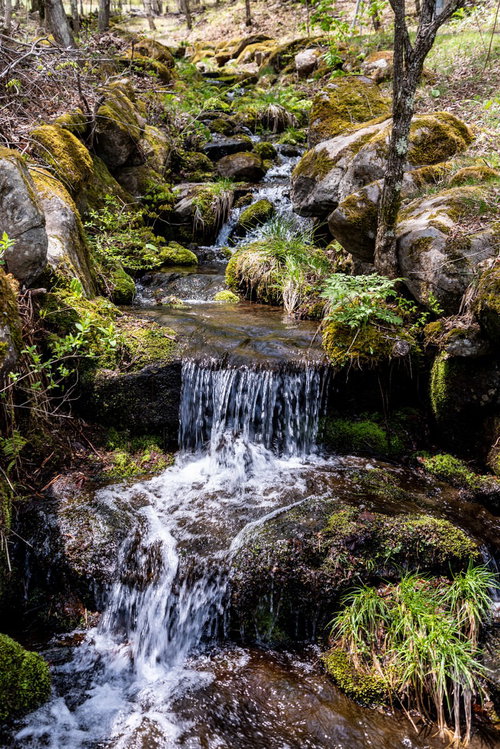 苔生す水辺を流れる小川と小さな滝、清流のせせらぎ