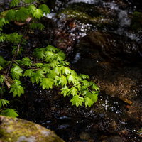 日に照らされる水辺の青紅葉と清流が織りなす初夏の自然風景の写真