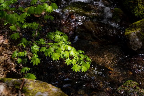 日に照らされる水辺の青紅葉と清流が織りなす初夏の自然風景