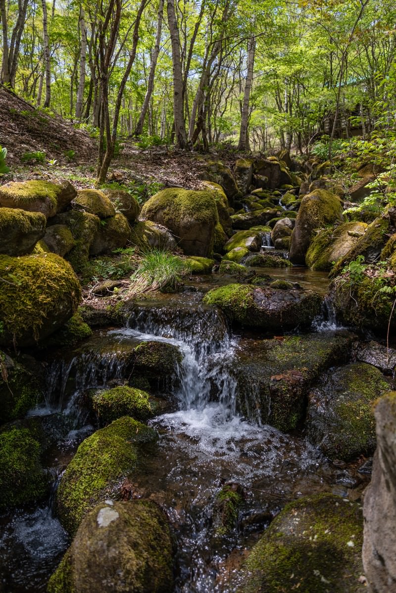 緑の苔に覆われた岩の間を流れる小川と森の風景