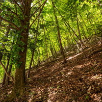 新緑の林で木々の間から差し込む木漏れ日と林床の光景の写真