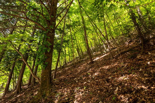 新緑の林で木々の間から差し込む木漏れ日と林床の光景