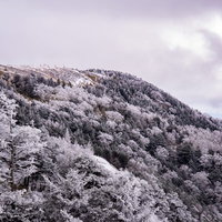 冬の樹氷が白く覆う美ヶ原高原の森林風景と積雪の写真