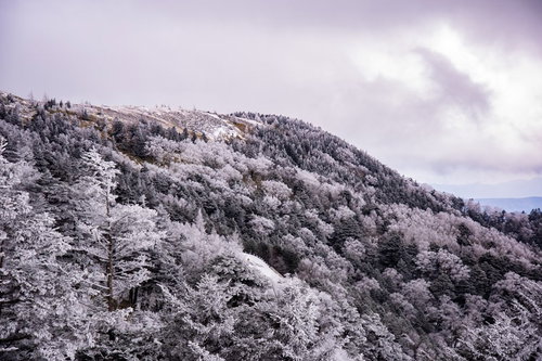 冬の樹氷が白く覆う美ヶ原高原の森林風景と積雪