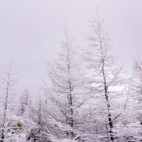 美ヶ原高原の樹氷に覆われた木々の冬景色の写真