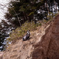 美ヶ原高原の岩場に佇むニホンカモシカの子供の写真