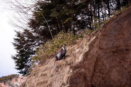 美ヶ原高原の岩場に佇むニホンカモシカの子供